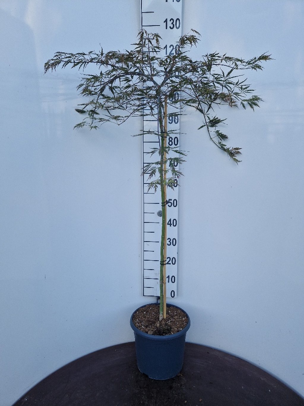 Acer pal. 'Tamukeyama' - 80 CM Stem C10